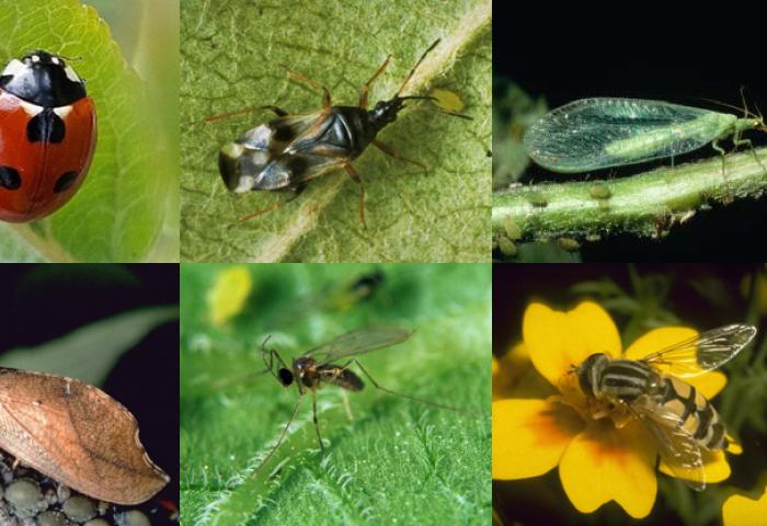 Sechs verschiedene Nützlinge: Marienkäfer, Wanzenart, grüne Florfliege, braune Wanze, Schlupfwespe und Schwebfliege auf Blättern und Blume