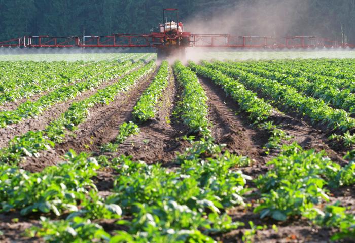 Landwirtschaftliche Maschine sprüht Pflanzenschutzmittel über Reihen von grünen Pflanzen auf einem Feld