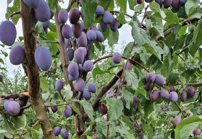 Pflaumen am Baum