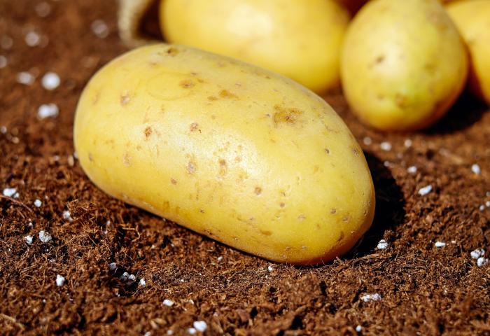 Kartoffeln auf dem Feld