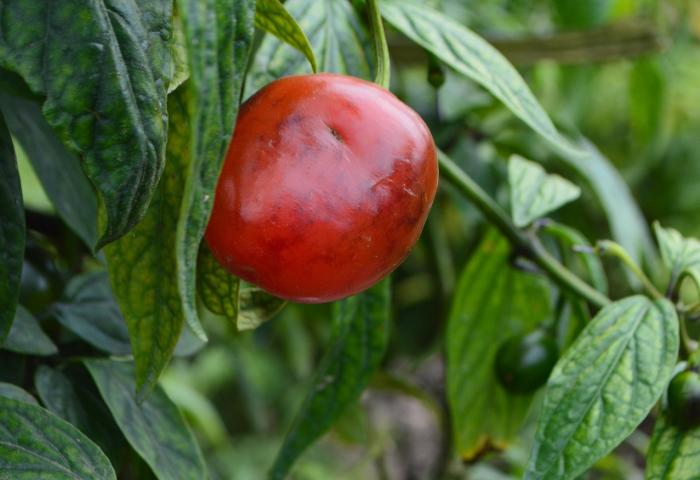 Baumchili