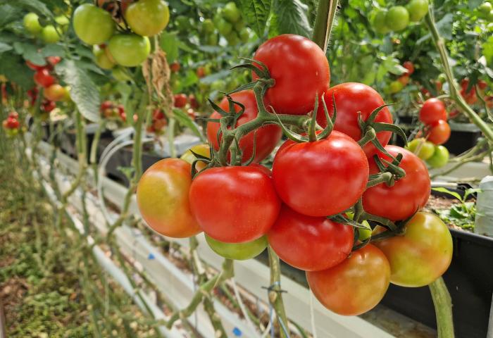 Tomaten im Gewächshaus