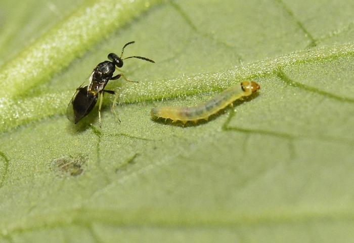 Tomatenminiermotte mit Larve auf grüner Blattoberfläche