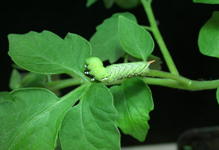 Grüne Raupe auf einem Blatt einer Tomatenpflanze