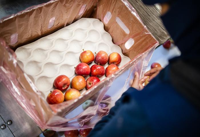Mehrere rote Äpfel in einer gepolsterten Verpackung aus Pappe, eine Person legt weitere Äpfel hinein