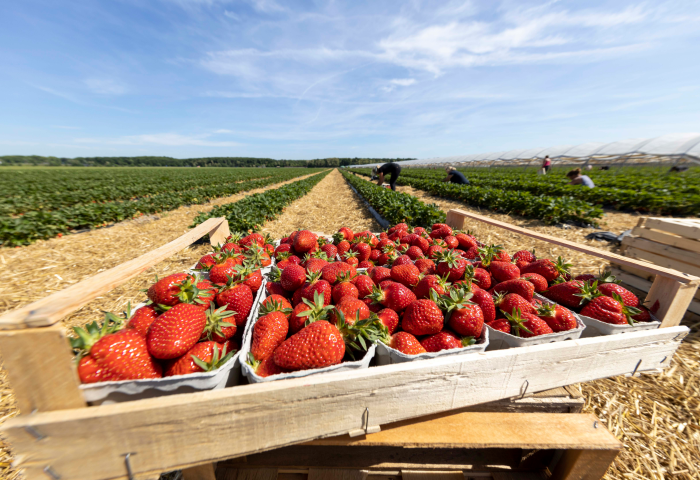 Frische rote Erdbeeren in Holzkisten auf einem Erdbeerfeld mit Arbeitern im Hintergrund unter blauem Himmel
