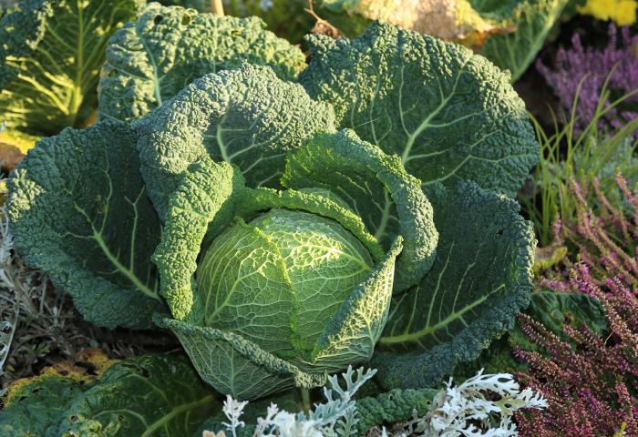 Grüner Wirsingkohl mit gewellten Blättern in einem Gartenbeet