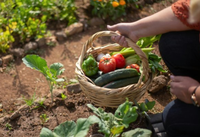 Hand hält einen Korb mit frischem Gemüse, darunter Tomaten, Gurken, Paprika und Sellerie, in einem Gartenbeet