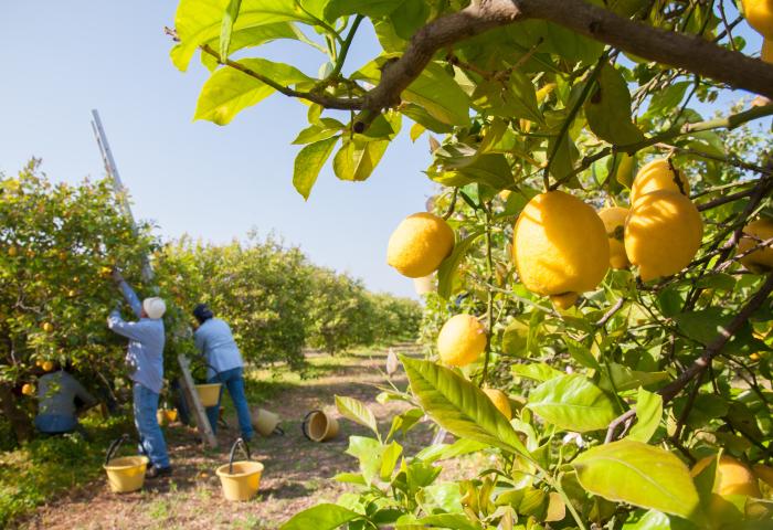Zitronen hängen an einem Baum, im Hintergrund ernten zwei Personen Zitronen auf einer Plantage