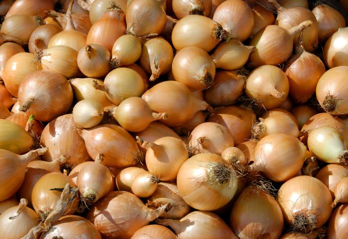 Nahaufnahme vieler gelber Zwiebeln