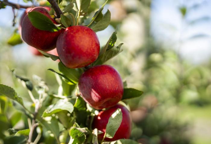Fünf rote Äpfel hängen an einem Baumzweig, umgeben von grünen Blättern. Der Hintergrund zeigt unscharfe Bäume und Pflanzen.