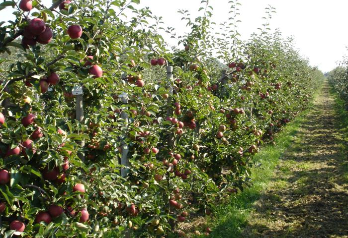 Äpfel wachsen in einer Plantage