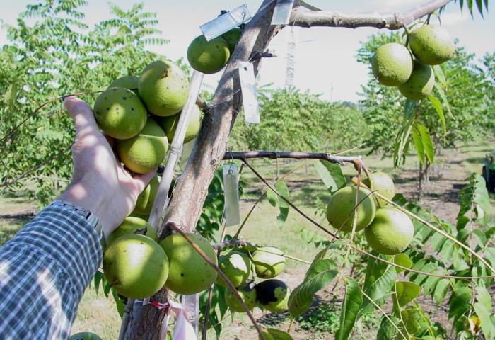 Hand hält mehrere grüne Walnüsse an einem Baumzweig in einem Obstgarten mit weiteren Walnussbäumen im Hintergrund.