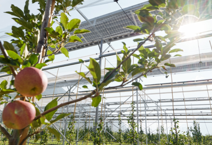 Photovoltaik auf einer Gewächshausanlage für Äpfel