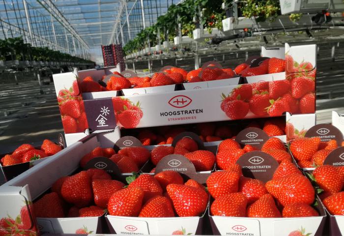 Erdbeeren in einer Steige