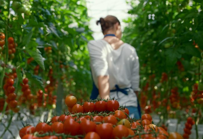 Frau zieht Kiste mit Tomaten im Gewächshaus