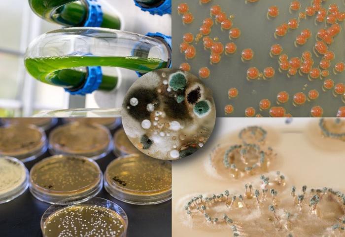 Vier Bilder zeigen verschiedene Mikroorganismen und Kulturen: oben links grüne Algen in Röhren, oben rechts orangefarbene Bakterienkugeln, unten links mehrere Petri-Schalen mit Bakterienkulturen, unten rechts eine gelartige Substanz mit Mikroben.