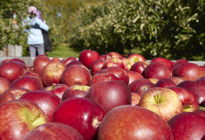 Apfel in einer Kiste auf einer Plantage während der Ernte