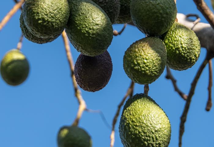 Reife Avocados hängen an einem Baum, vor blauem Himmel.