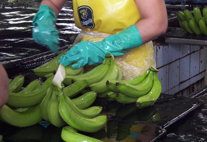 Eine Person mit blauen Handschuhen schneidet grüne Bananen in einer Produktionsstätte. Im Hintergrund sind weitere Bananen sichtbar.