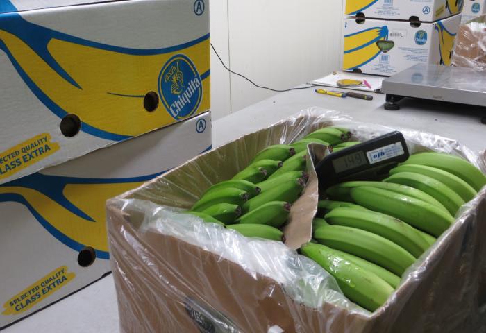 Eine Kiste mit grünen Bananen, auf einem Messgerät steht '149'. Im Hintergrund sind weitere Kisten mit dem Chiquita-Logo sichtbar.