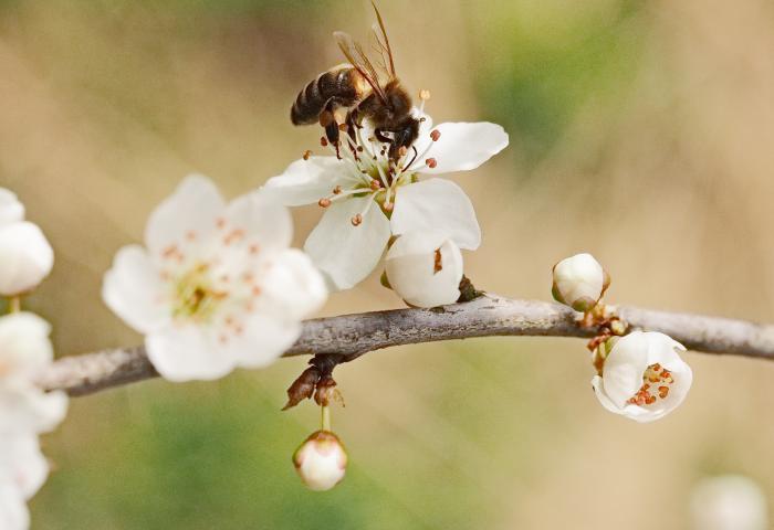 Eine Biene sitzt auf einer weißen Blüte mit roten Staubgefäßen. Um die Blüte herum sind mehrere geschlossene Knospen und weitere Blüten zu sehen.
