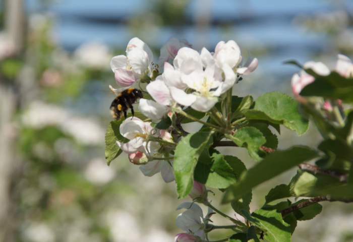 Eine Biene sitzt auf einer blühenden Apfelblüte mit weißen und rosa Blütenblättern. Im Hintergrund sind weitere Blüten und grüne Blätter sichtbar.