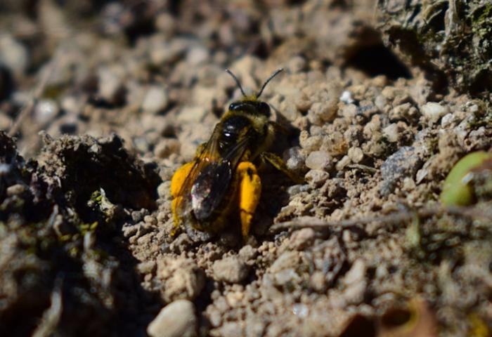 Nahaufnahme einer Biene mit gelben Pollen an den Hinterbeinen, die auf einem Erdboden sitzt. Kleine Steine und Erde sind sichtbar.