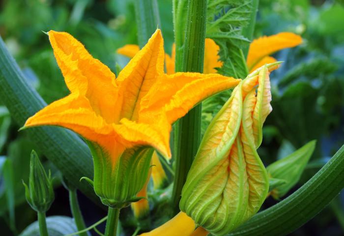 Eine leuchtend orangefarbene Zucchiniblüte mit gefalteten Blütenblättern und einer geschlossenen Knospe, umgeben von grünen Blättern.