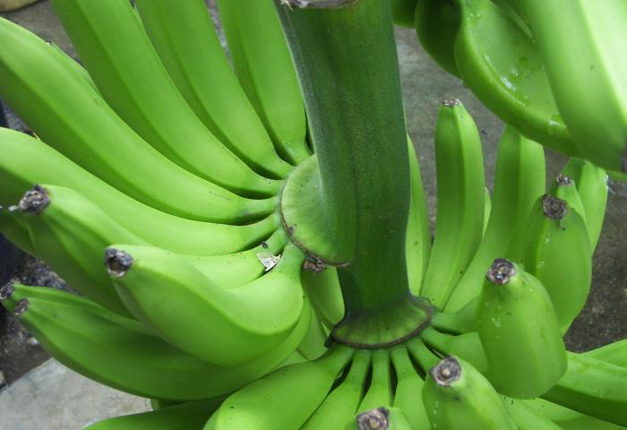 Staude grüner Bio-Bananen, Nahaufnahme von oben