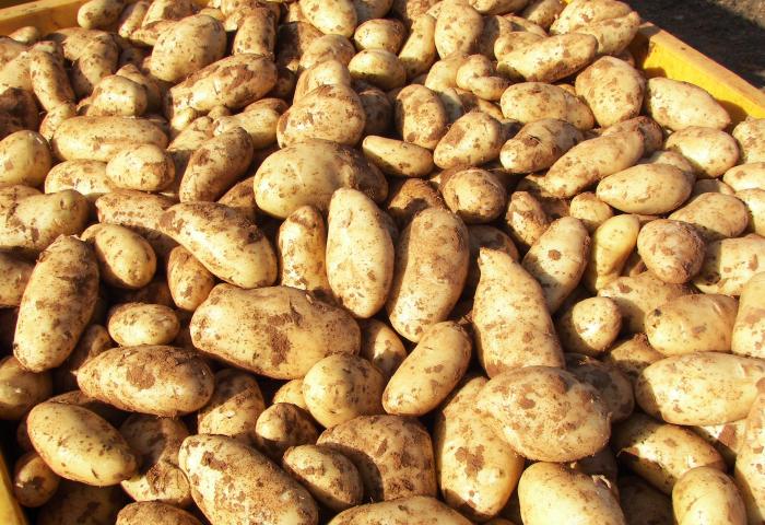 in Haufen von Frühkartoffeln, ungeschält, teilweise mit Erde bedeckt, in einer gelben Kiste gestapelt.