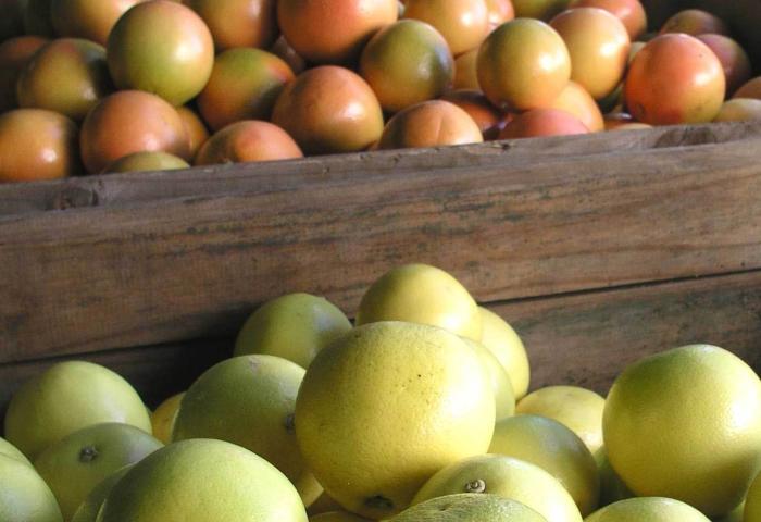 Zwei Holzkisten mit Grapefruits: Eine Kiste oben mit orangefarbenen Grapefruits, eine Kiste unten mit grünen Grapefruits.