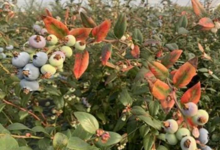 Krankheitssymptome an Heidelbeerpflanzen mit reifen und unreifen Beeren, sowie rot gefärbten Blättern, in einem Gewächshaus.