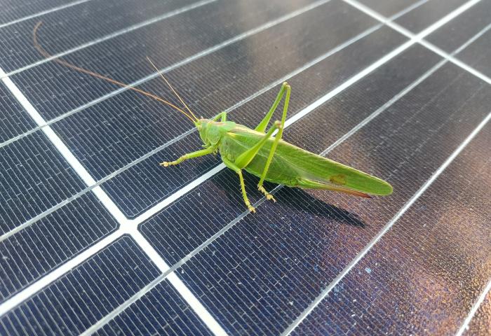 Grüne Heuschrecke sitzt auf einem Solarpanel, zeigt ihre langen Antennen und Beine.