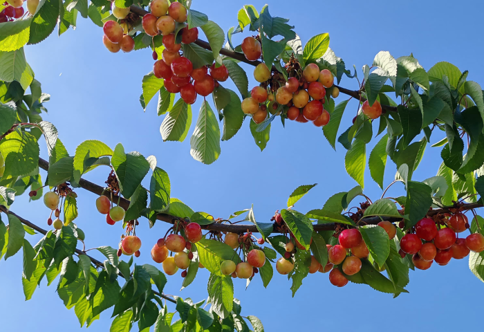Zweig mit reifen Kirschen in verschiedenen Rottönen, umgeben von grünen Blättern, vor blauem Himmel.