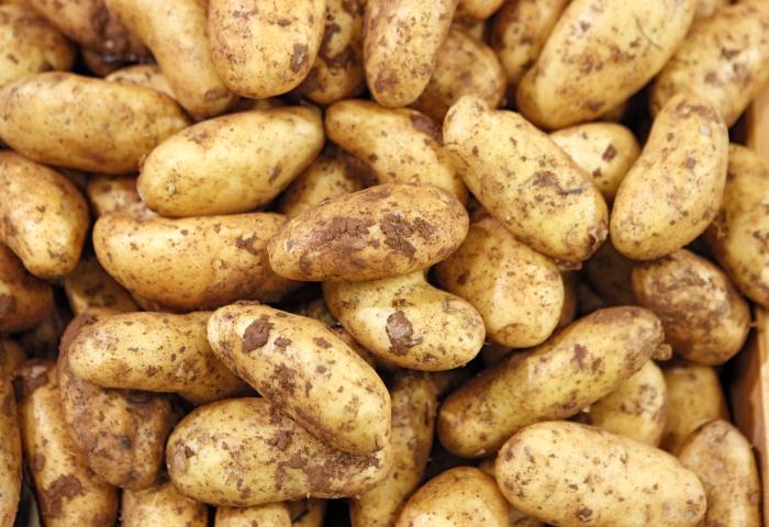 Viele längliche, gelblich-braune Kartoffeln mit Erde bedeckt, dicht aneinandergereiht.