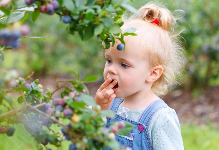 Mädchen pflückt und isst Heidelbeeren