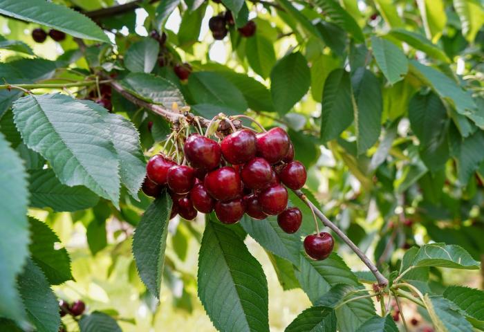 Reife, rote Kirschen hängen in Trauben an einem Kirschbaum, umgeben von grünen Blättern.