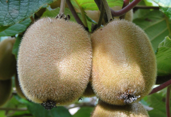Zwei reife, behaarte Kiwi-Früchte hängen an einem Ast, umgeben von grünen Blättern.