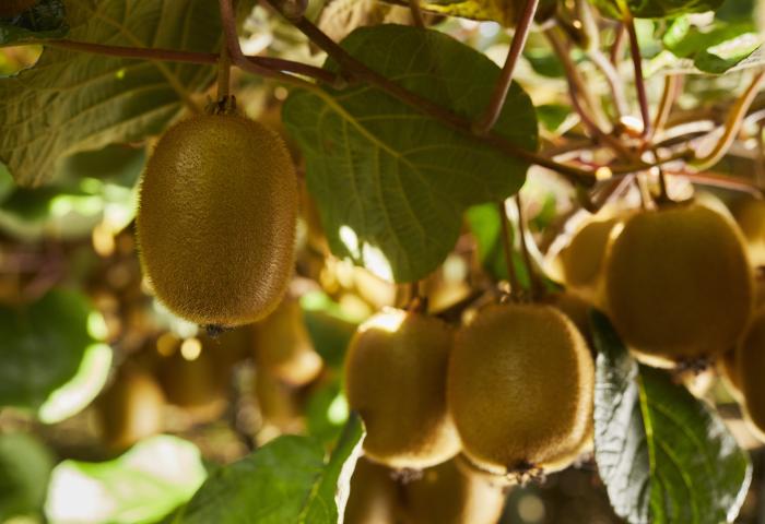 Reife grüne Kiwis hängen an einem Zweig, umgeben von grünen Blättern. Einige Kiwis sind im Hintergrund sichtbar.