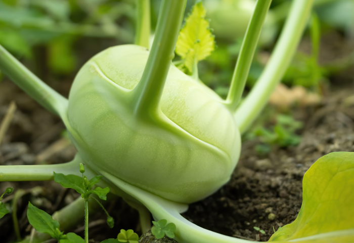 Eine grüne Kohlrabi-Pflanze mit einer runden, glatten Knolle und langen, aufrechten Stängeln, die aus der Erde herausragt.