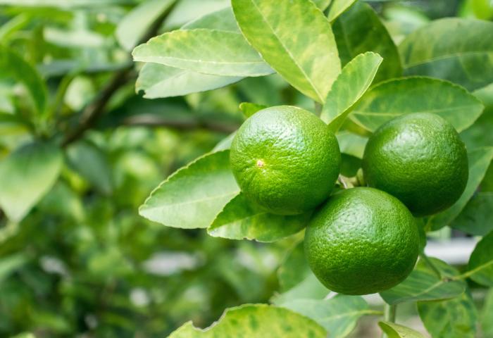 Drei grüne Limetten hängen an einem Baum, umgeben von grünen Blättern.