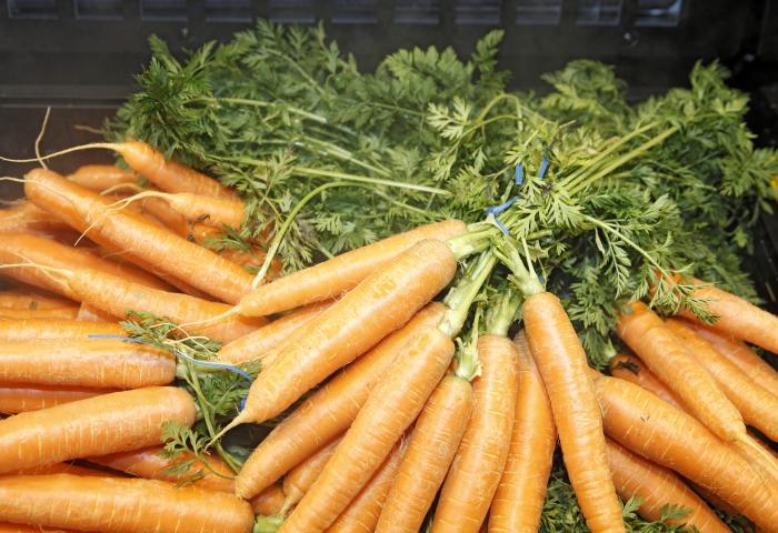 Frische, orangefarbene Karotten mit grünen Blättern