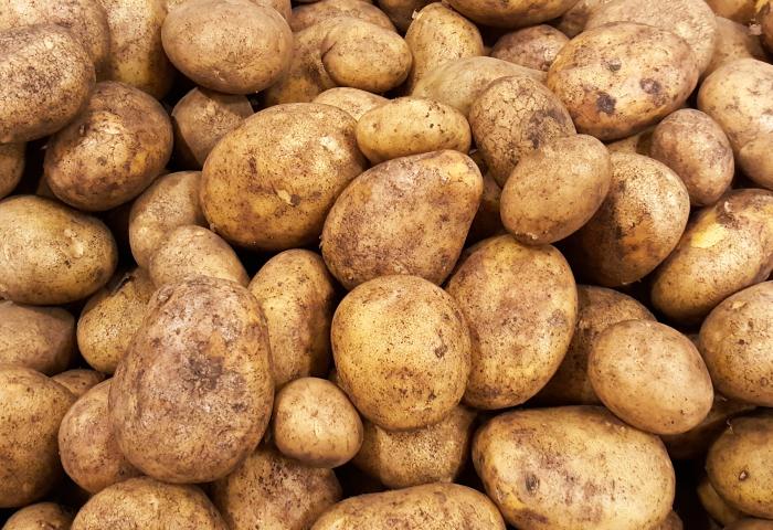 Viele braune Kartoffeln unterschiedlicher Größe mit unregelmäßiger Form und erdiger Oberfläche dicht aneinander liegend.