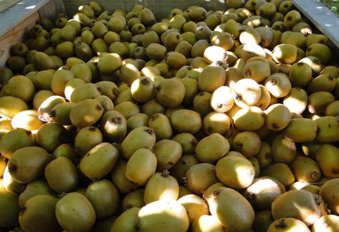 Eine große Menge Kiwis liegt in einem Holzkasten. Die Kiwis sind rundlich und haben eine braune, behaarte Schale.
