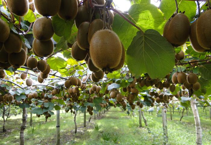 Reihe von Kiwi-Früchten an Pflanzen in einer Plantage, umgeben von grünen Blättern und Grasboden.
