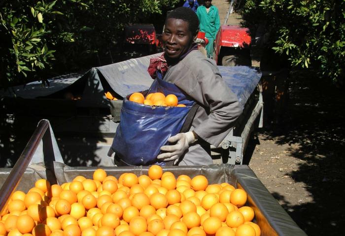 Ein Arbeiter auf einer Orangenplantage trägt einen blauen Sack mit Orangen, während er zwischen zwei Wagen mit Orangen steht.