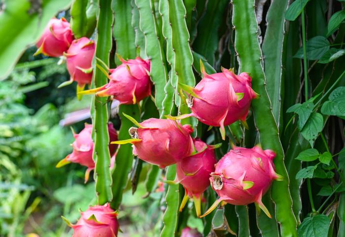 Mehrere Pitahayas (Drachenfrüchte) in leuchtendem Rosa, die an einer grünen Kaktuspflanze hängen. Die Früchte sind rundlich mit stacheligen Spitzen.
