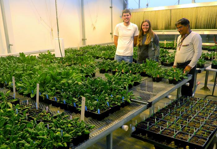 Alex Batson, Bryn Hulbert und Sanjaya Gyawali stehen in einem Gewächshaus zwischen Tischen mit Spinatpflanzen in Töpfen.