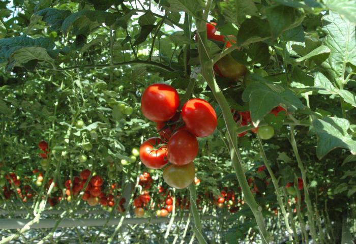 Reife Tomaten kurz vor der Ernte im Gewächshaus.